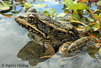 California Red-legged Frog