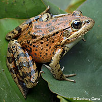 California Red-legged Frog