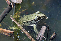 California Red-legged Frog