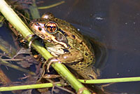 California Red-legged Frog