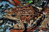 California Red-legged Frog