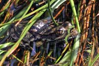 California Red-legged Frog