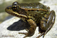 California Red-legged Frog