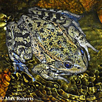 California Red-legged Frog