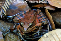 California Red-legged Frog