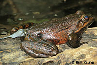 California Red-legged Frog