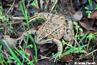 California Red-legged Frog