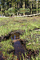 Sierra Nevada Yellow-legged Frog Habitat