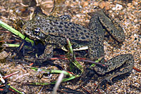 Sierra Nevada Yellow-legged Frog