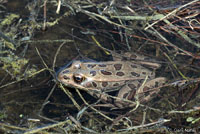 Northern Leopard Frog