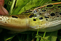 Northern Leopard Frog