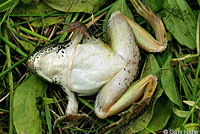 Northern Leopard Frog