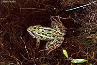 Northern Leopard Frog