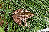 Northern Leopard Frog