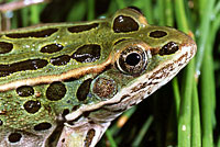 Northern Leopard Frog