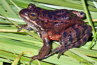 Oregon Spotted Frog