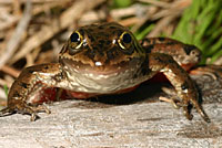 Oregon Spotted Frog