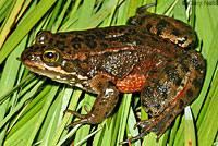Oregon Spotted Frog