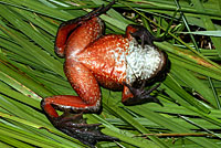 Oregon Spotted Frog