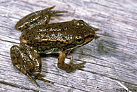 Oregon Spotted Frog