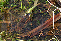 Oregon Spotted Frog