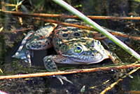 Oregon Spotted Frog