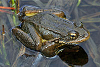 Sierra Nevada Yellow-legged Frog