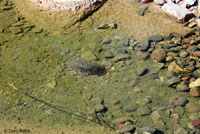 Lowland Leopard Frog Eggs