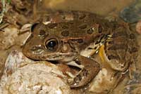 frog
