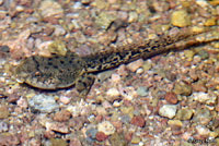 Lowland Leopard Frog Tadpole