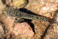 Lowland Leopard Frog Tadpole