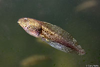 Lowland Leopard Frog Tadpole