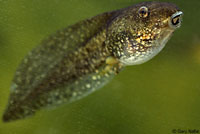 Lowland Leopard Frog Tadpole
