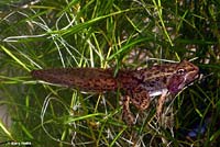 Lowland Leopard Frog Tadpole