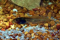 Lowland Leopard Frog Tadpole