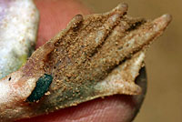 Scaphiopus couchii Couch's Spadefoot Spade