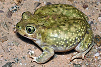 frog picture