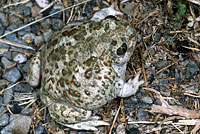 Western Spadefoot