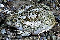 Western Spadefoot