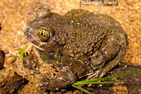 Western Spadefoot