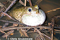 Western Spadefoot