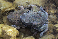 Western Spadefoot