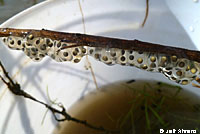 Western Spadefoot Tadpoles