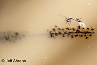 Western Spadefoot Eggs
