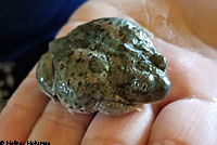 Western Spadefoot