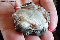 Western Spadefoot