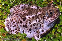 Western Spadefoot
