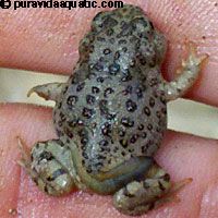 Western Spadefoot Tadpoles