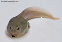 Western Spadefoot Tadpoles