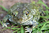 Western Spadefoot